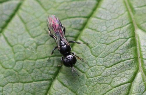 Crossocerus annulipes
